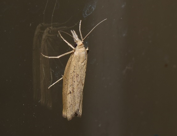 Agriphila sp. da ID
